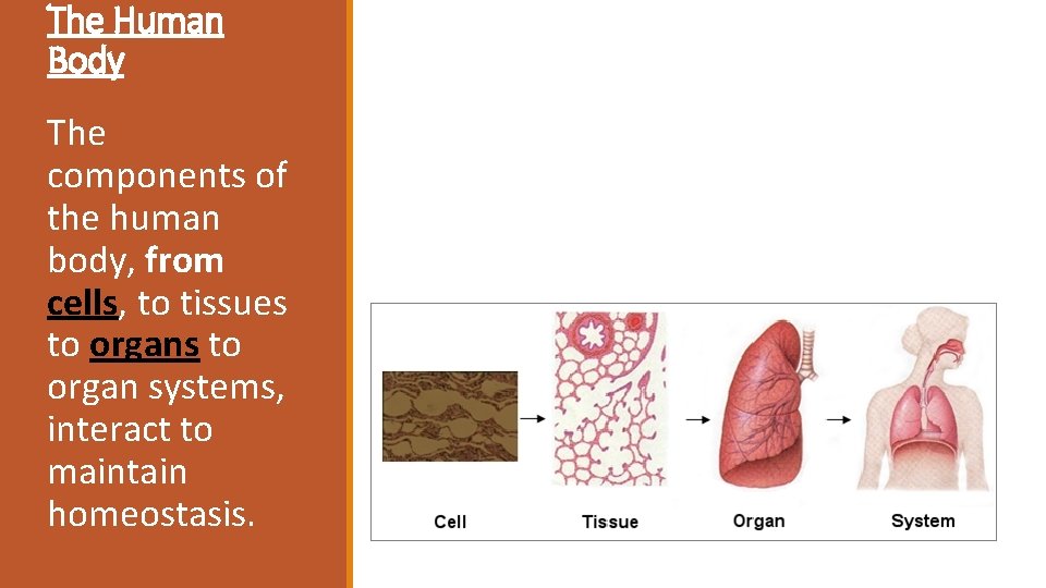 The Human Body The components of the human body, from cells, to tissues to The Human Body The components of the human body, from cells, to tissues to