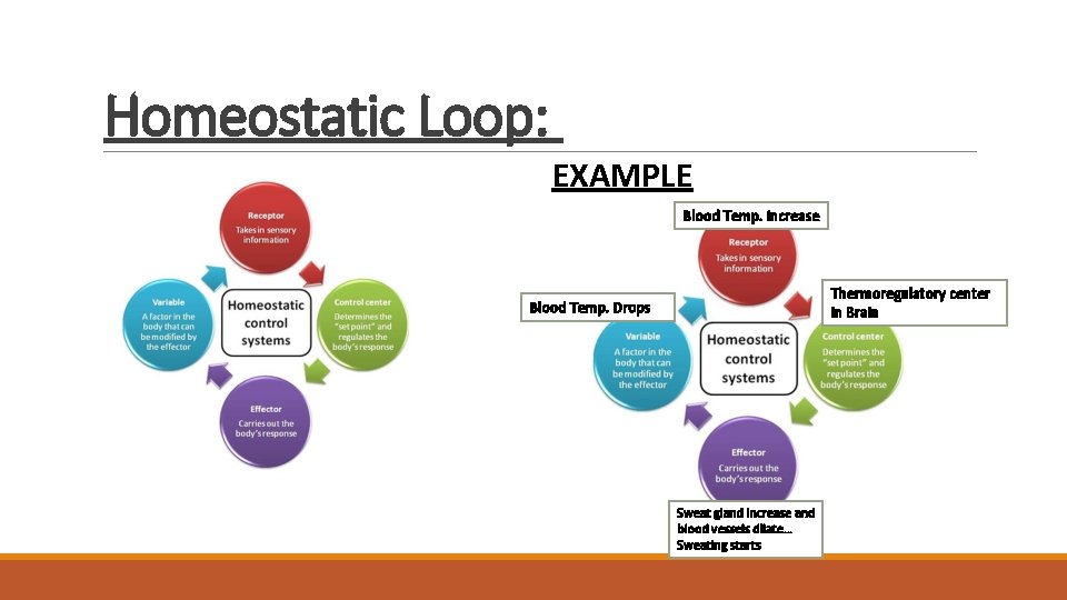 Homeostatic Loop: EXAMPLE Blood Temp. increase Thermoregulatory center in Brain Blood Temp. Drops Sweat Homeostatic Loop: EXAMPLE Blood Temp. increase Thermoregulatory center in Brain Blood Temp. Drops Sweat