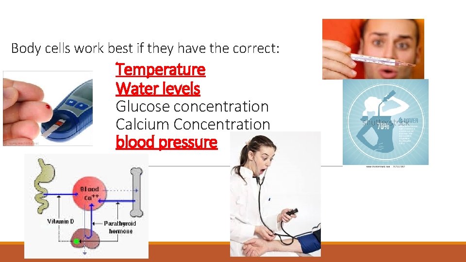 Body cells work best if they have the correct: Temperature Water levels Glucose concentration Body cells work best if they have the correct: Temperature Water levels Glucose concentration