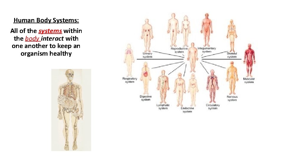 Human Body Systems: All of the systems within the body interact with one another Human Body Systems: All of the systems within the body interact with one another