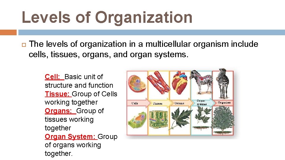 Levels of Organization The levels of organization in a multicellular organism include cells, tissues, Levels of Organization The levels of organization in a multicellular organism include cells, tissues,