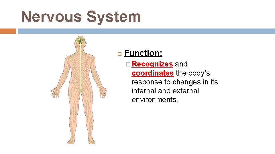 Nervous System Function: � Recognizes and coordinates the body’s response to changes in its Nervous System Function: � Recognizes and coordinates the body’s response to changes in its