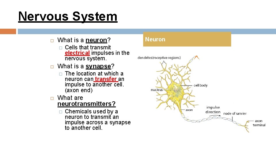 Nervous System What is a neuron? � What is a synapse? � Cells that Nervous System What is a neuron? � What is a synapse? � Cells that