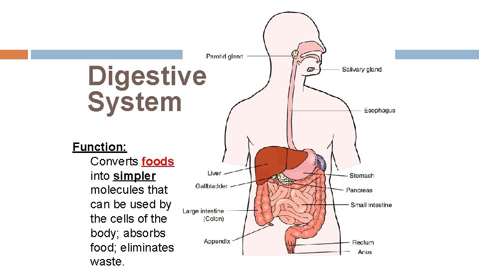 Digestive System Function: Converts foods into simpler molecules that can be used by the Digestive System Function: Converts foods into simpler molecules that can be used by the