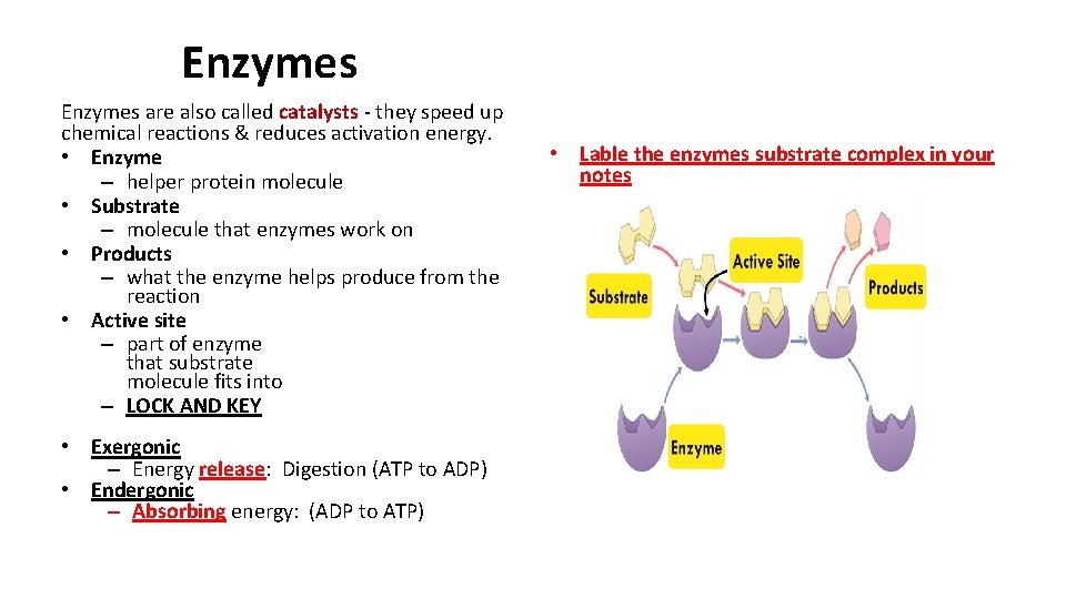 Enzymes are also called catalysts - they speed up chemical reactions & reduces activation Enzymes are also called catalysts - they speed up chemical reactions & reduces activation