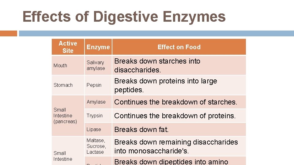 Effects of Digestive Enzymes Active Site Enzyme Effect on Food Mouth Salivary amylase Breaks Effects of Digestive Enzymes Active Site Enzyme Effect on Food Mouth Salivary amylase Breaks