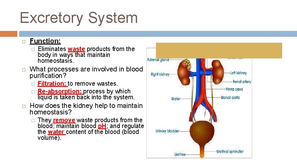 Excretory System Function: � What processes are involved in blood purification? � � Eliminates Excretory System Function: � What processes are involved in blood purification? � � Eliminates