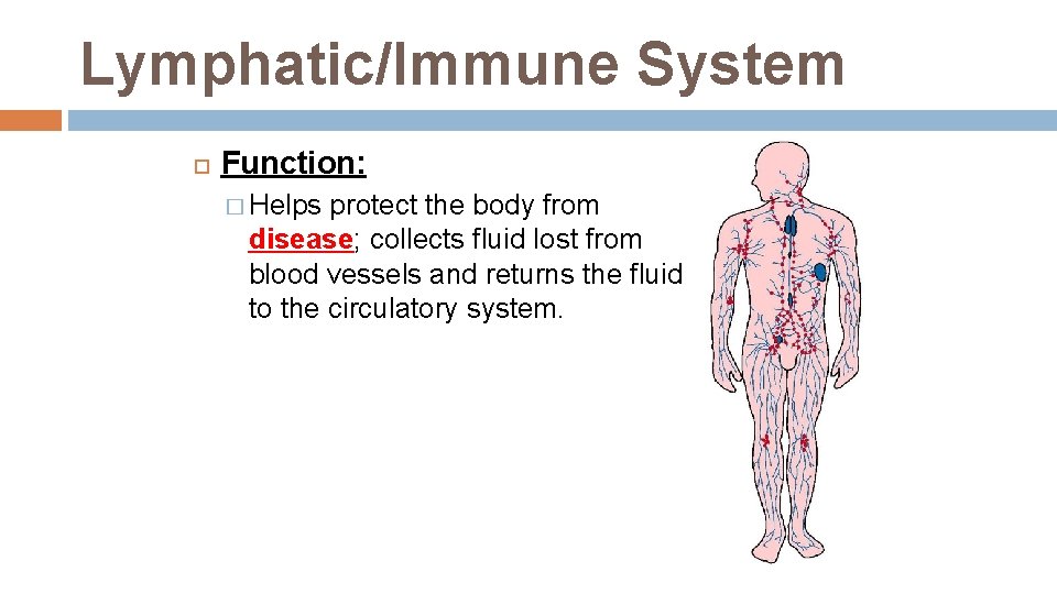 Lymphatic/Immune System Function: � Helps protect the body from disease; collects fluid lost from Lymphatic/Immune System Function: � Helps protect the body from disease; collects fluid lost from
