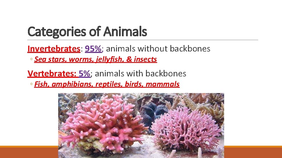 Categories of Animals Invertebrates: 95%; animals without backbones ◦ Sea stars, worms, jellyfish, & Categories of Animals Invertebrates: 95%; animals without backbones ◦ Sea stars, worms, jellyfish, &