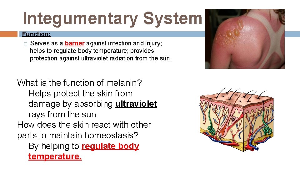 Integumentary System Function: � Serves as a barrier against infection and injury; helps to Integumentary System Function: � Serves as a barrier against infection and injury; helps to