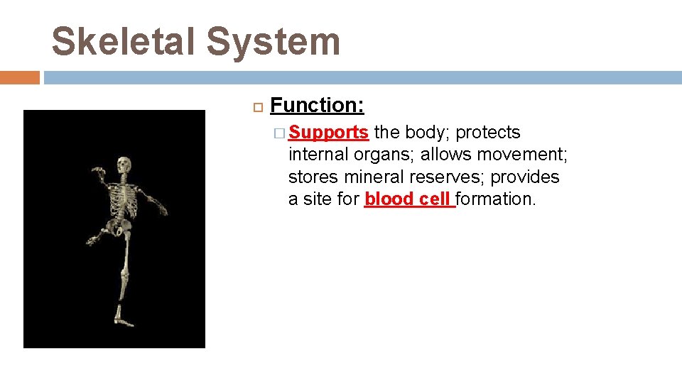 Skeletal System Function: � Supports the body; protects internal organs; allows movement; stores mineral Skeletal System Function: � Supports the body; protects internal organs; allows movement; stores mineral