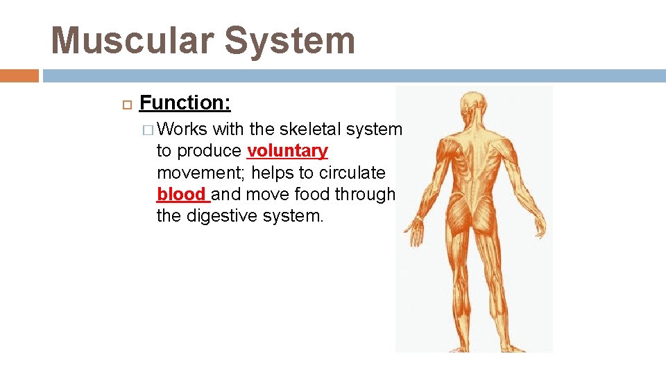 Muscular System Function: � Works with the skeletal system to produce voluntary movement; helps Muscular System Function: � Works with the skeletal system to produce voluntary movement; helps