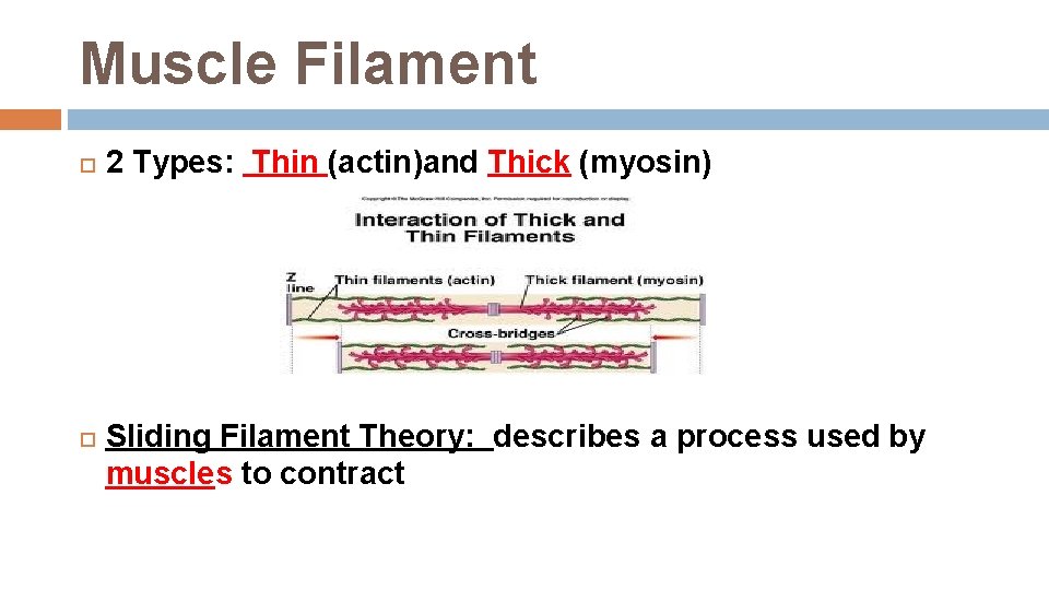 Muscle Filament 2 Types: Thin (actin)and Thick (myosin) Sliding Filament Theory: describes a process Muscle Filament 2 Types: Thin (actin)and Thick (myosin) Sliding Filament Theory: describes a process