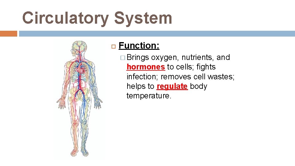 Circulatory System Function: � Brings oxygen, nutrients, and hormones to cells; fights infection; removes Circulatory System Function: � Brings oxygen, nutrients, and hormones to cells; fights infection; removes