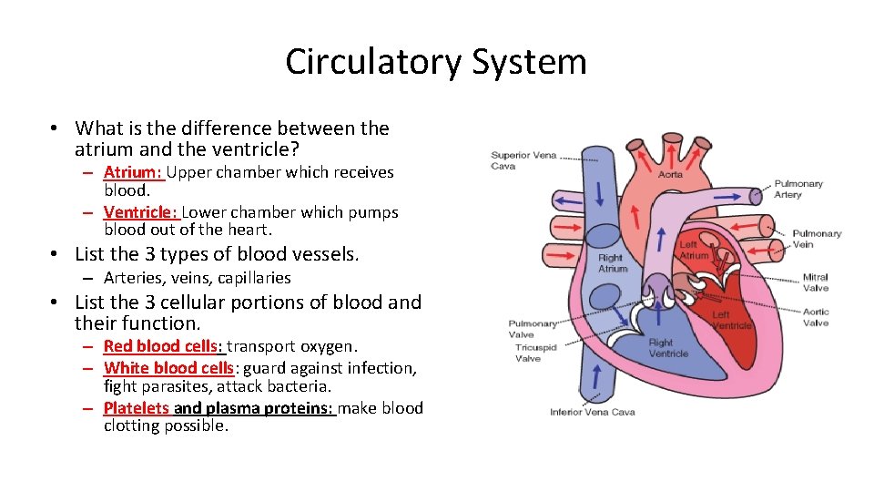 Circulatory System • What is the difference between the atrium and the ventricle? – Circulatory System • What is the difference between the atrium and the ventricle? –