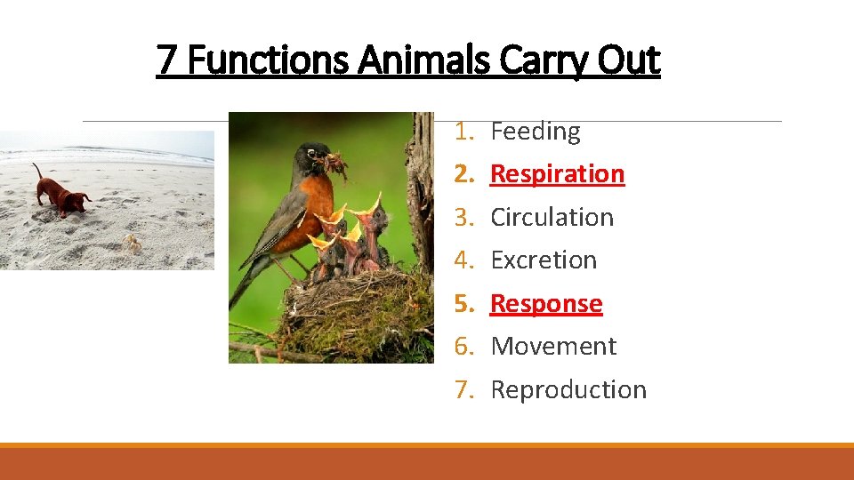 7 Functions Animals Carry Out 1. 2. 3. 4. 5. 6. 7. Feeding Respiration 7 Functions Animals Carry Out 1. 2. 3. 4. 5. 6. 7. Feeding Respiration