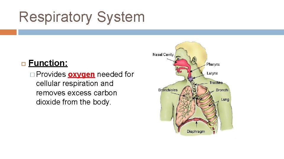 Respiratory System Function: � Provides oxygen needed for cellular respiration and removes excess carbon Respiratory System Function: � Provides oxygen needed for cellular respiration and removes excess carbon