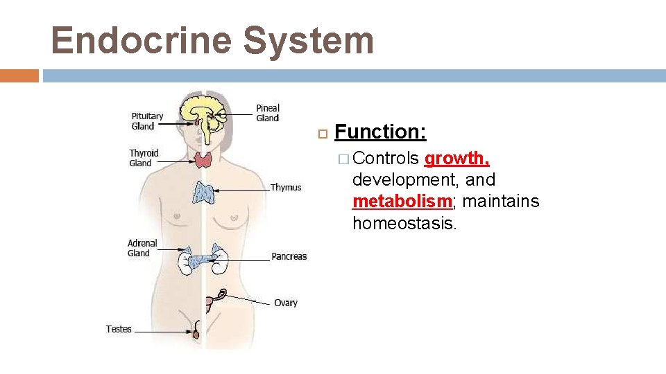 Endocrine System Function: � Controls growth, development, and metabolism; maintains homeostasis. Endocrine System Function: � Controls growth, development, and metabolism; maintains homeostasis.