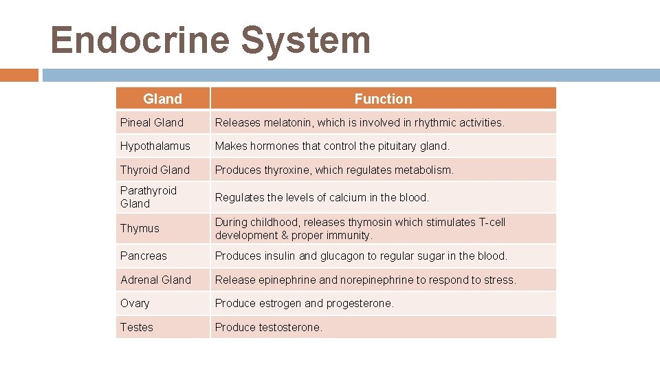 Endocrine System Gland Function Pineal Gland Releases melatonin, which is involved in rhythmic activities. Endocrine System Gland Function Pineal Gland Releases melatonin, which is involved in rhythmic activities.