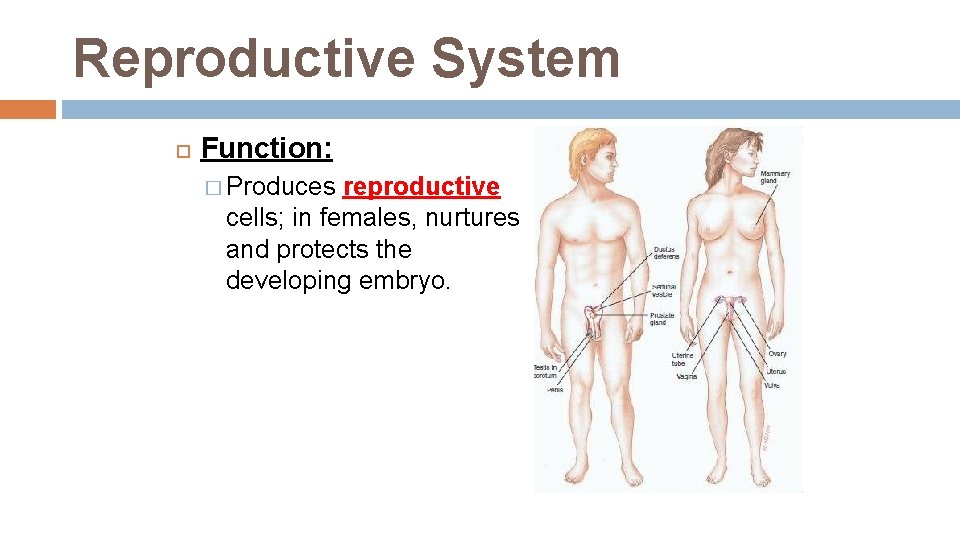 Reproductive System Function: � Produces reproductive cells; in females, nurtures and protects the developing Reproductive System Function: � Produces reproductive cells; in females, nurtures and protects the developing