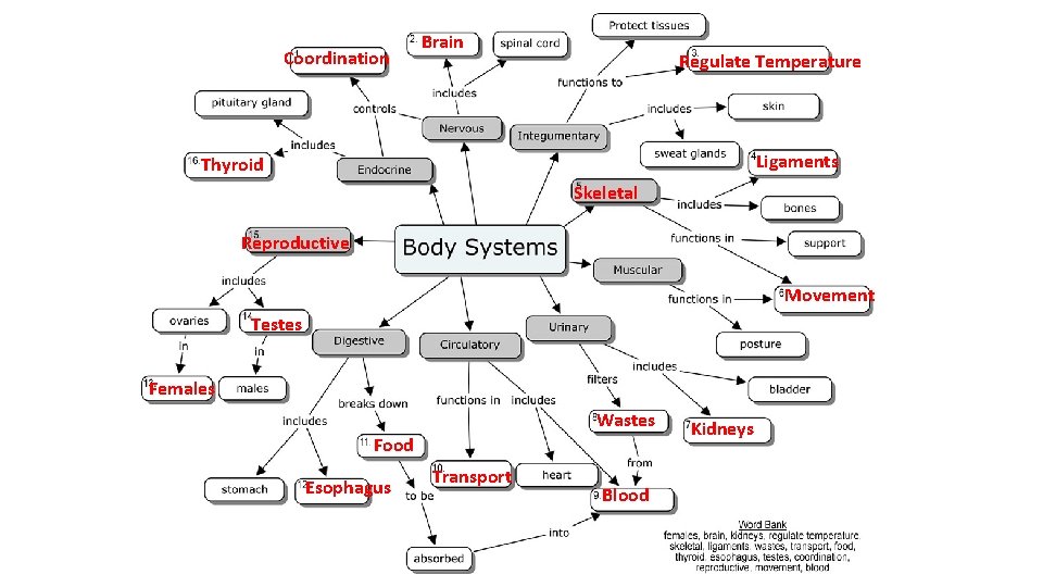 Coordination Brain Regulate Temperature Ligaments Thyroid Skeletal Reproductive Movement Testes Females Wastes Food Esophagus Coordination Brain Regulate Temperature Ligaments Thyroid Skeletal Reproductive Movement Testes Females Wastes Food Esophagus