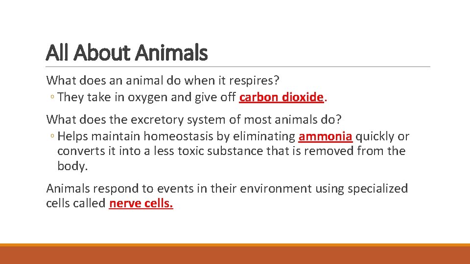All About Animals What does an animal do when it respires? ◦ They take All About Animals What does an animal do when it respires? ◦ They take