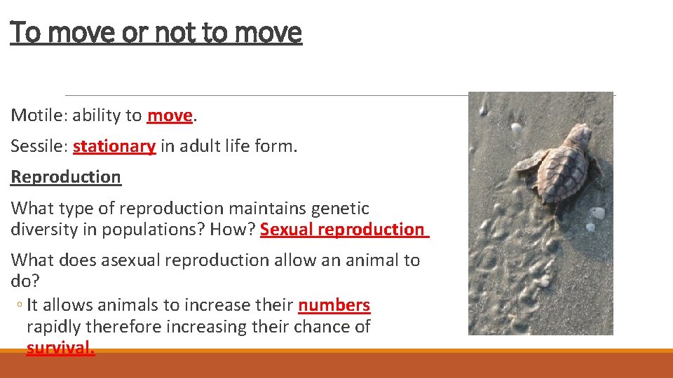 To move or not to move Motile: ability to move. Sessile: stationary in adult To move or not to move Motile: ability to move. Sessile: stationary in adult