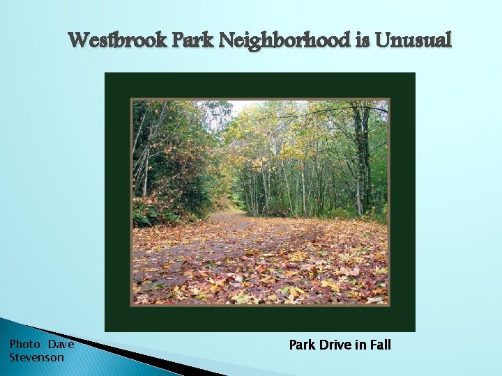 Westbrook Park Neighborhood is Unusual Photo: Dave Stevenson Park Drive in Fall 