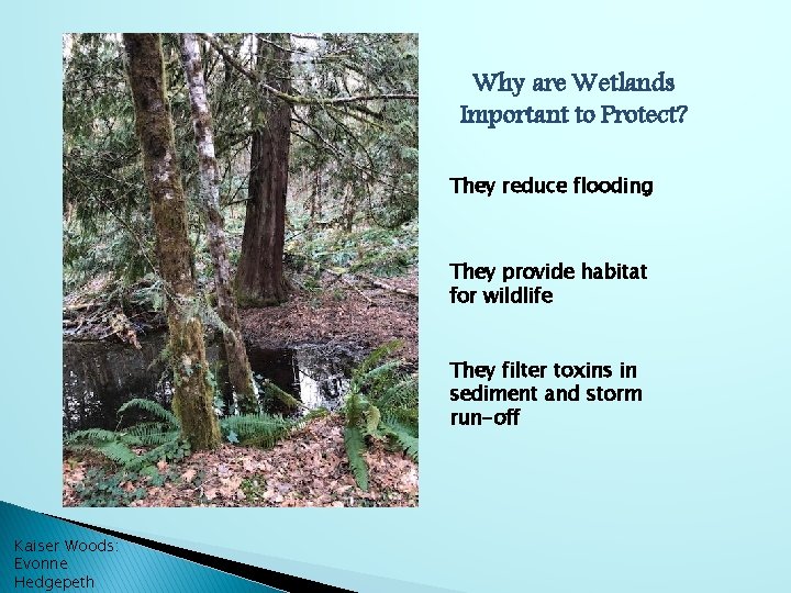 Why are Wetlands Important to Protect? They reduce flooding They provide habitat for wildlife