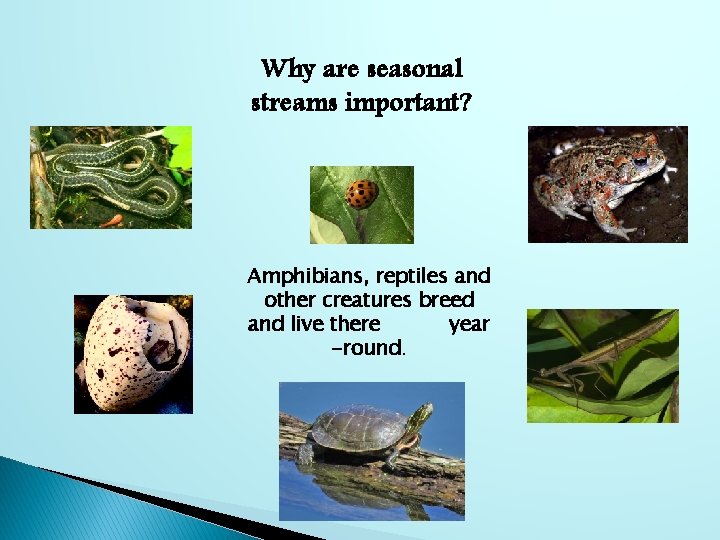 Why are seasonal streams important? Amphibians, reptiles and other creatures breed and live there
