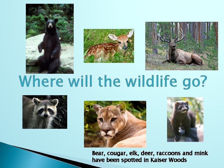 Where will the wildlife go? Bear, cougar, elk, deer, raccoons and mink have been