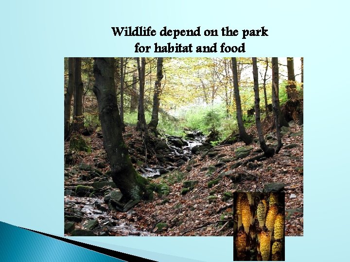 Wildlife depend on the park for habitat and food 