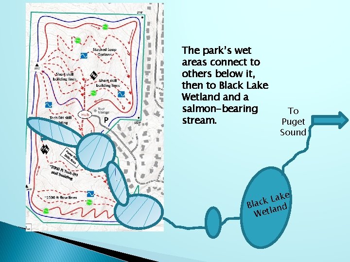 The park’s wet areas connect to others below it, then to Black Lake Wetland