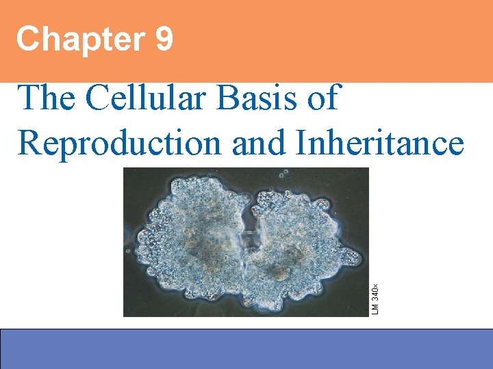 Chapter 9 Power. Point Lectures for Biology: Concepts and Connections, Fifth Edition – Campbell,