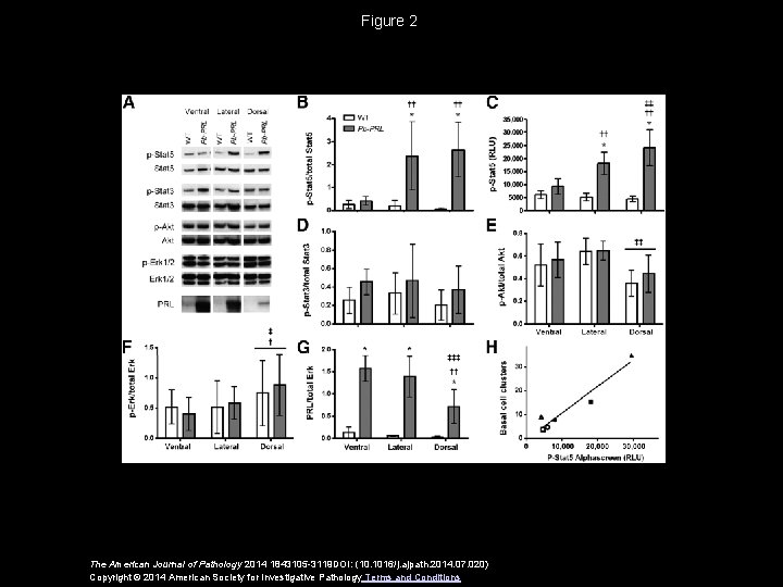 Figure 2 The American Journal of Pathology 2014 1843105 -3119 DOI: (10. 1016/j. ajpath.