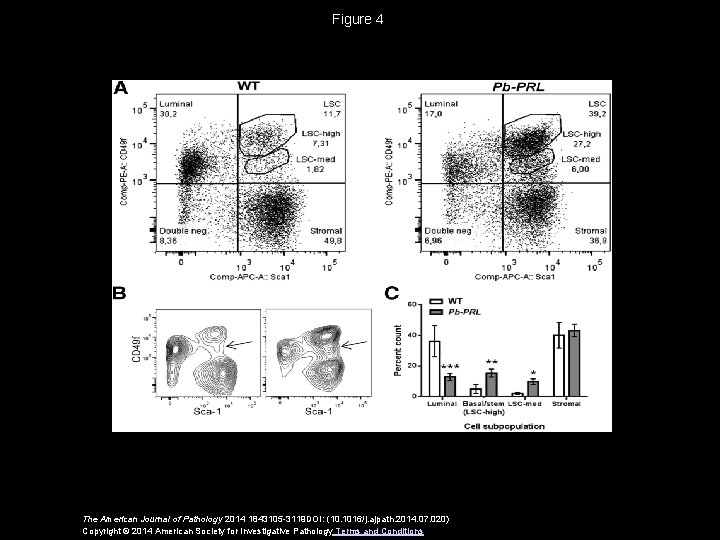 Figure 4 The American Journal of Pathology 2014 1843105 -3119 DOI: (10. 1016/j. ajpath.