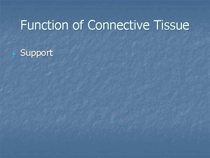 Function of Connective Tissue Support 