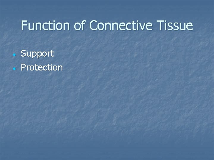 Function of Connective Tissue Support Protection 