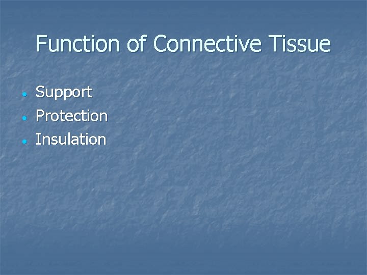 Function of Connective Tissue Support Protection Insulation 