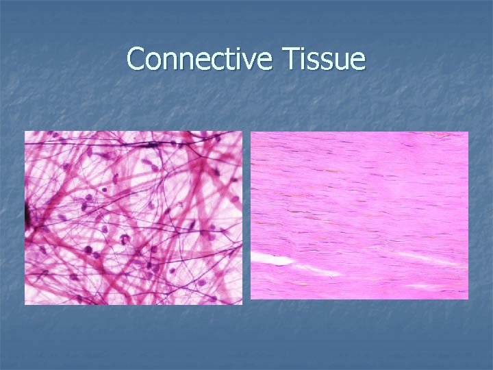 Connective Tissue 