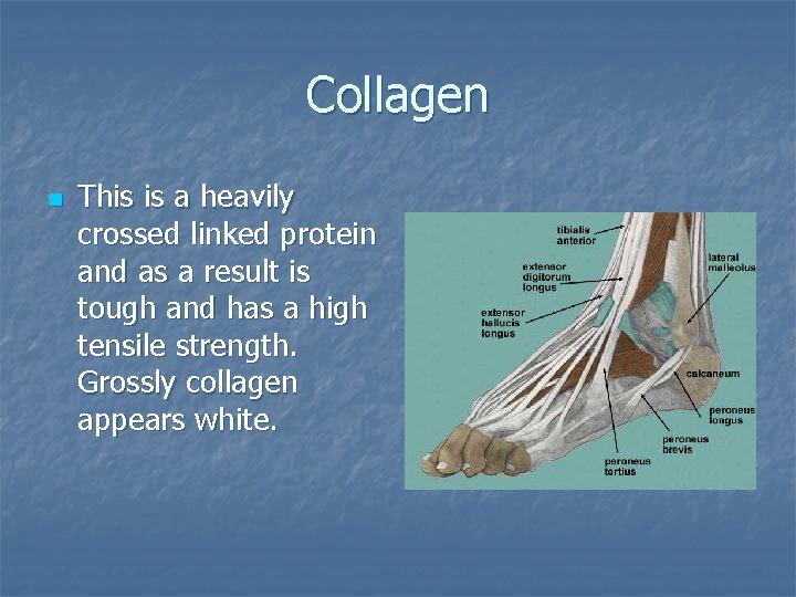 Collagen n This is a heavily crossed linked protein and as a result is