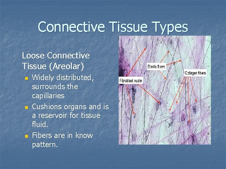 Connective Tissue Types Loose Connective Tissue (Areolar) n n n Widely distributed, surrounds the