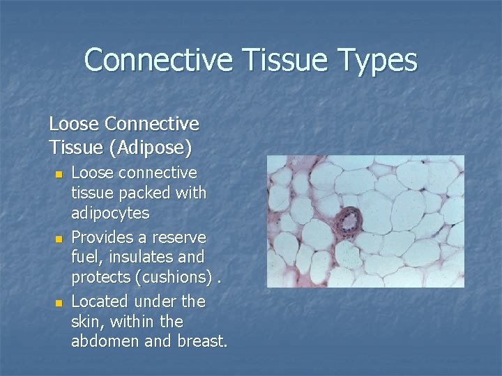 Connective Tissue Types Loose Connective Tissue (Adipose) n n n Loose connective tissue packed