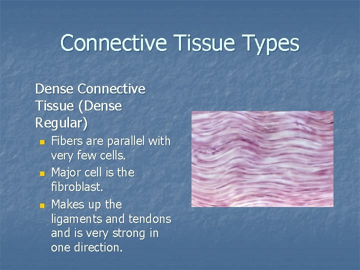 Connective Tissue Types Dense Connective Tissue (Dense Regular) n n n Fibers are parallel