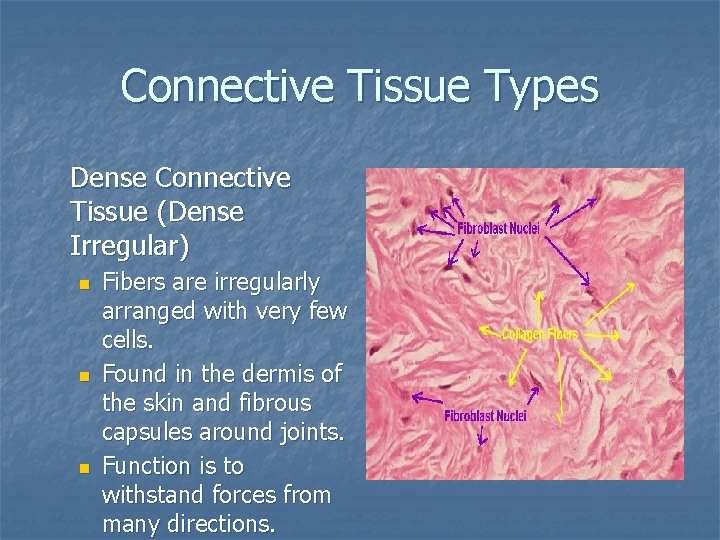Connective Tissue Types Dense Connective Tissue (Dense Irregular) n n n Fibers are irregularly