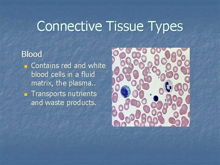 Connective Tissue Types Blood n n Contains red and white blood cells in a