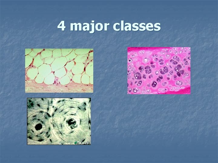 4 major classes 