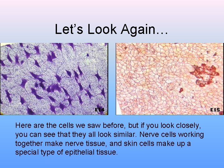 Let’s Look Again… Here are the cells we saw before, but if you look Let’s Look Again… Here are the cells we saw before, but if you look