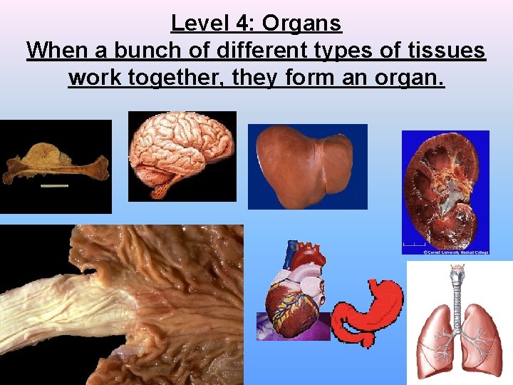 Level 4: Organs When a bunch of different types of tissues work together, they Level 4: Organs When a bunch of different types of tissues work together, they