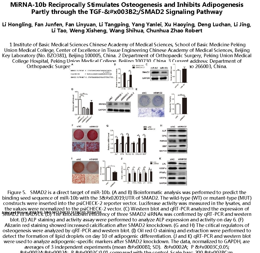 Mi. RNA-10 b Reciprocally Stimulates Osteogenesis and Inhibits Adipogenesis Partly through the TGF-&#x 003